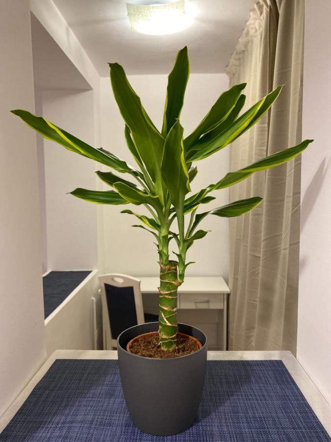 Take Pro Timisoara Apartment Екстер'єр фото